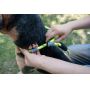 pet rope traction